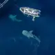 Two giant whale sharks near the bagan.