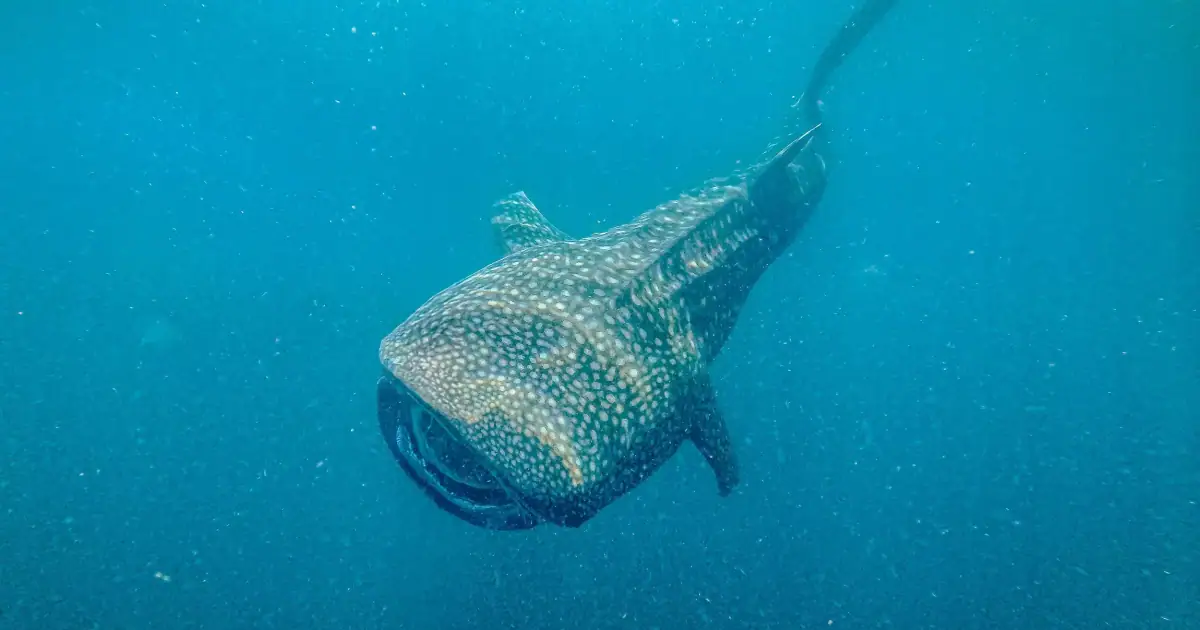Whale sharks frontview full body