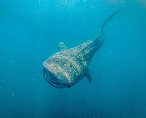 Whale sharks frontview full body