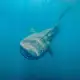Whale sharks frontview full body