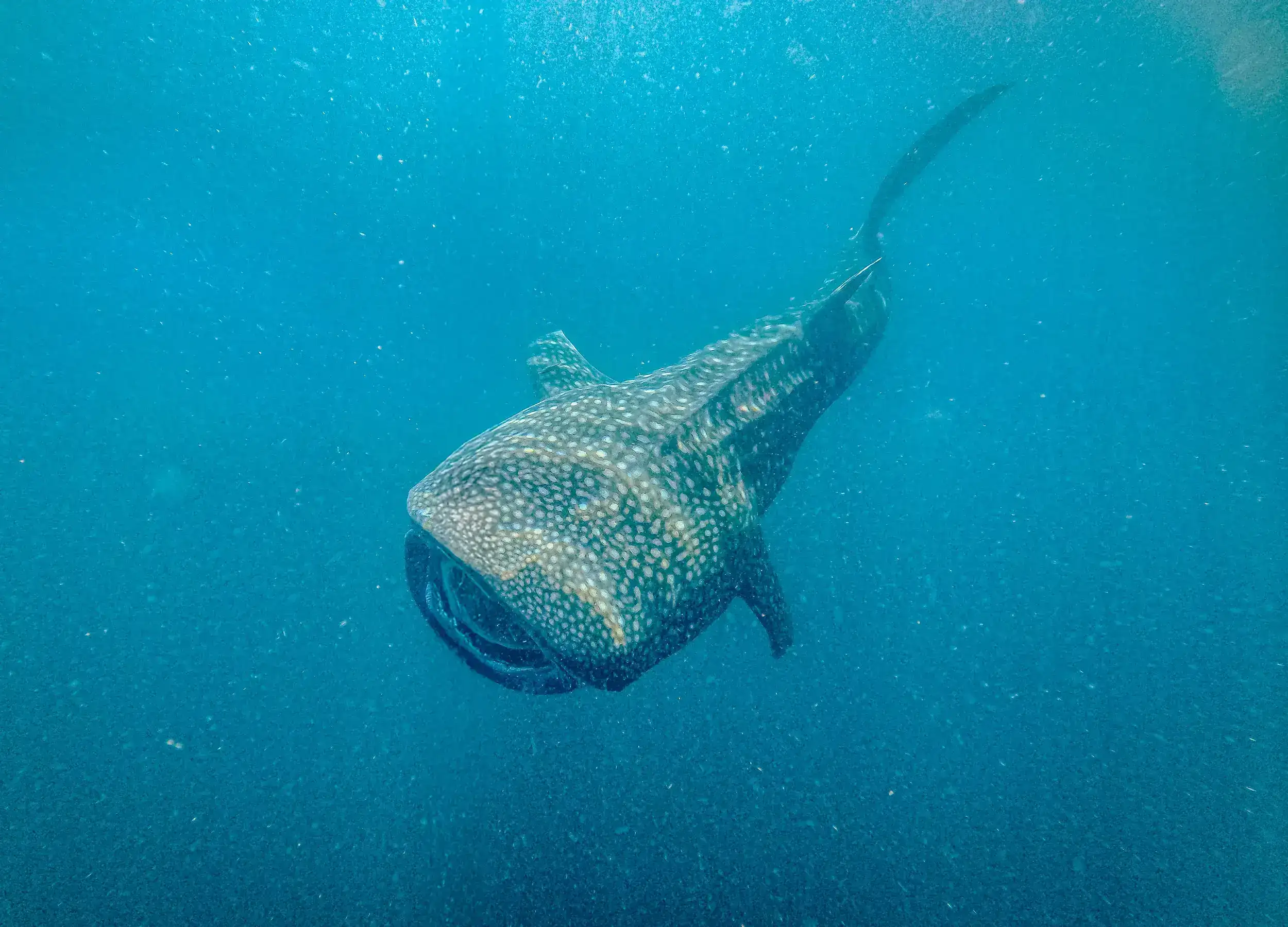 Whale sharks frontview full body