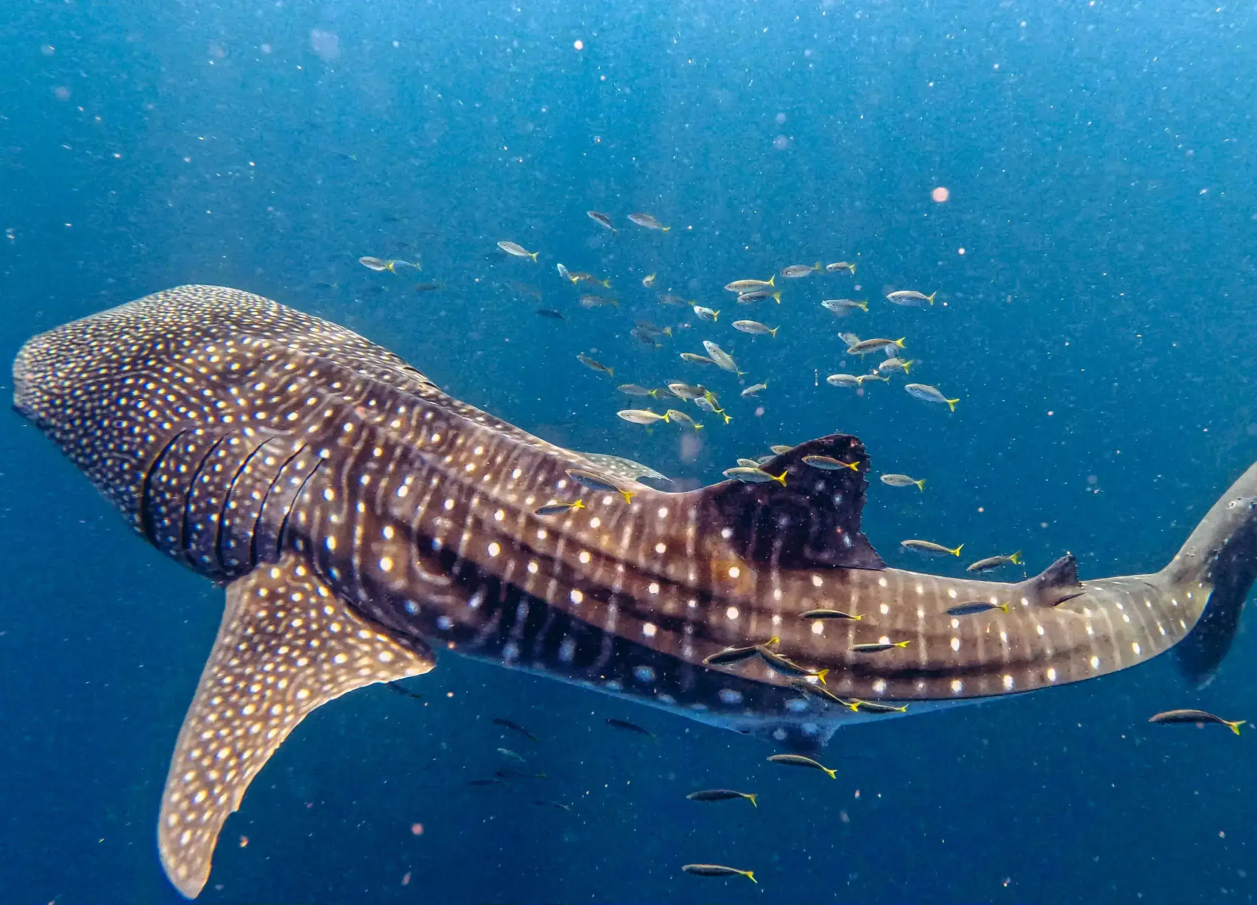 A whale sharks surrounded by a school of small fish