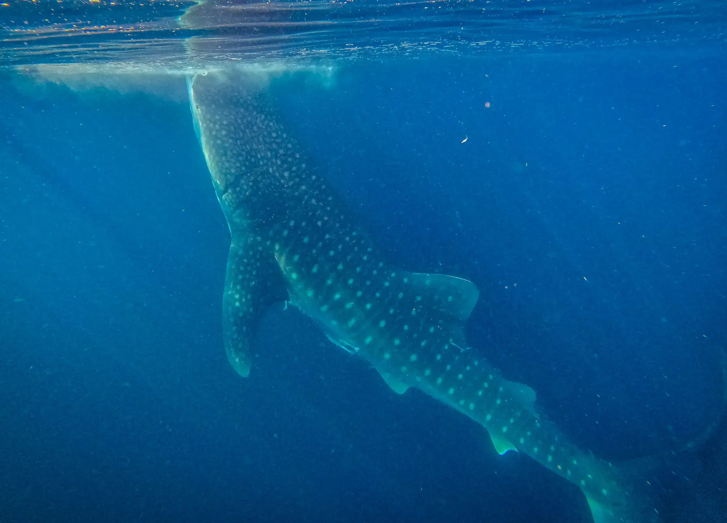 Whale sharks size full body