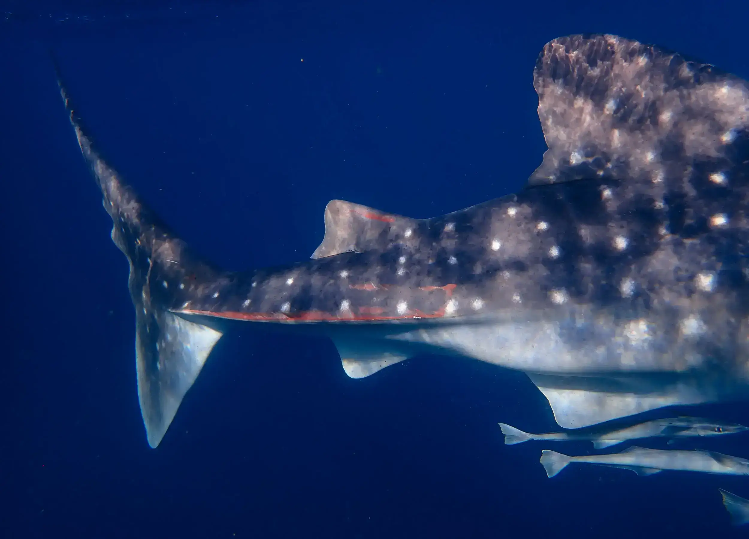 Whale sharks tail