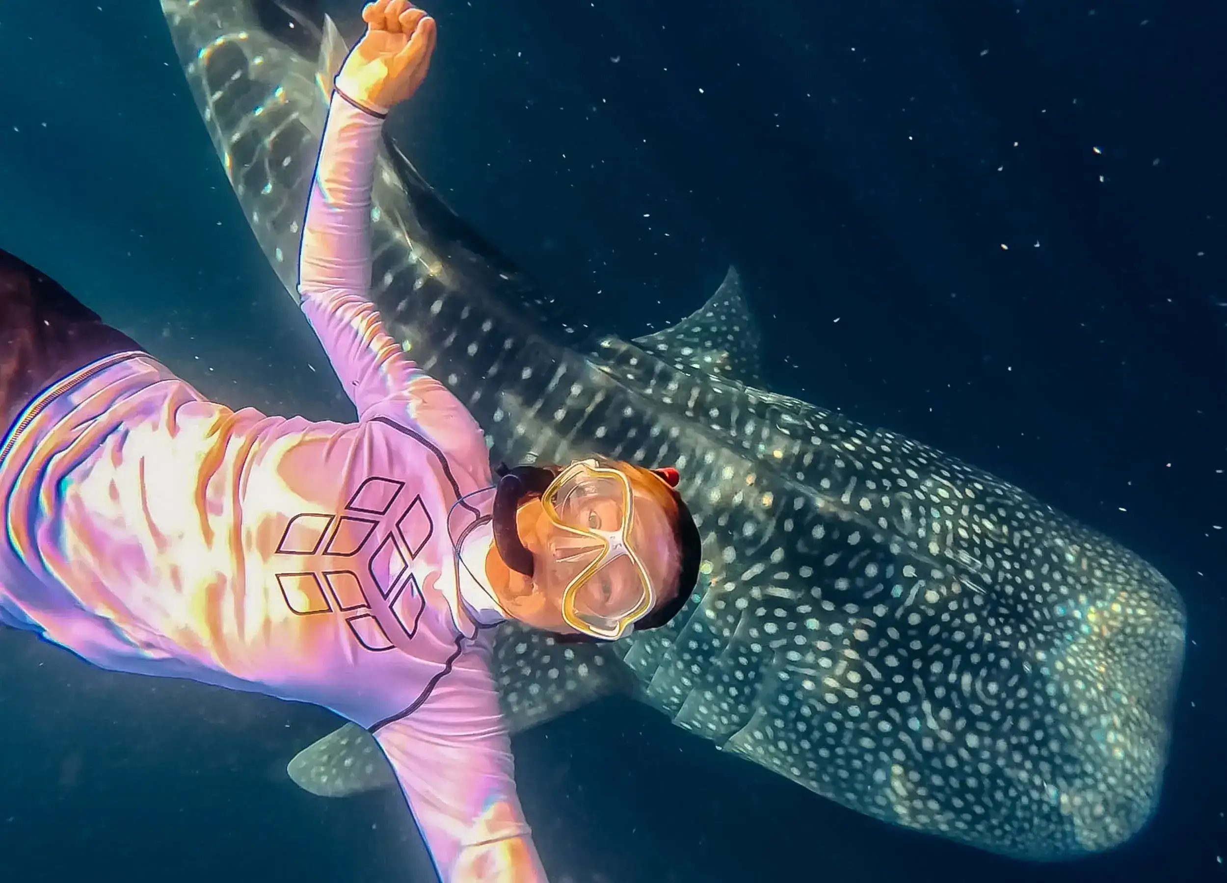 SeaTrek guest snorkeling with whale sharks
