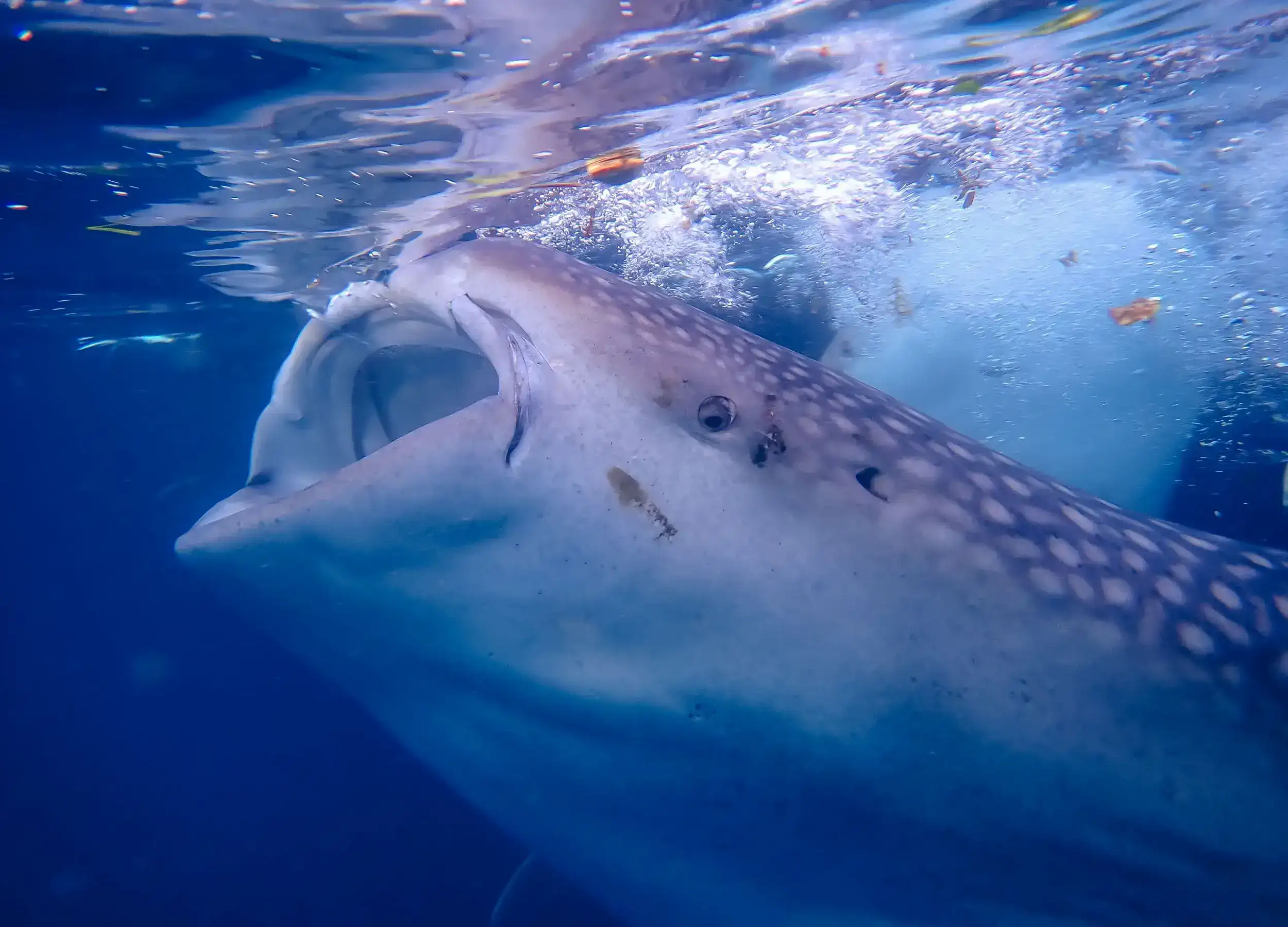 Whale sharks' feeding behavior