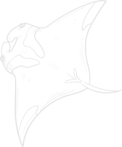 Manta ray