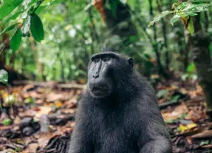 Black Macaque in Tangkoko National Park