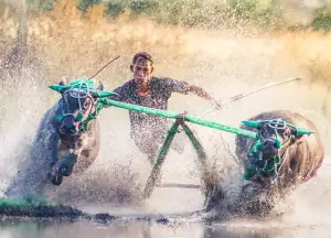 Buffalo Race in Sumbawa