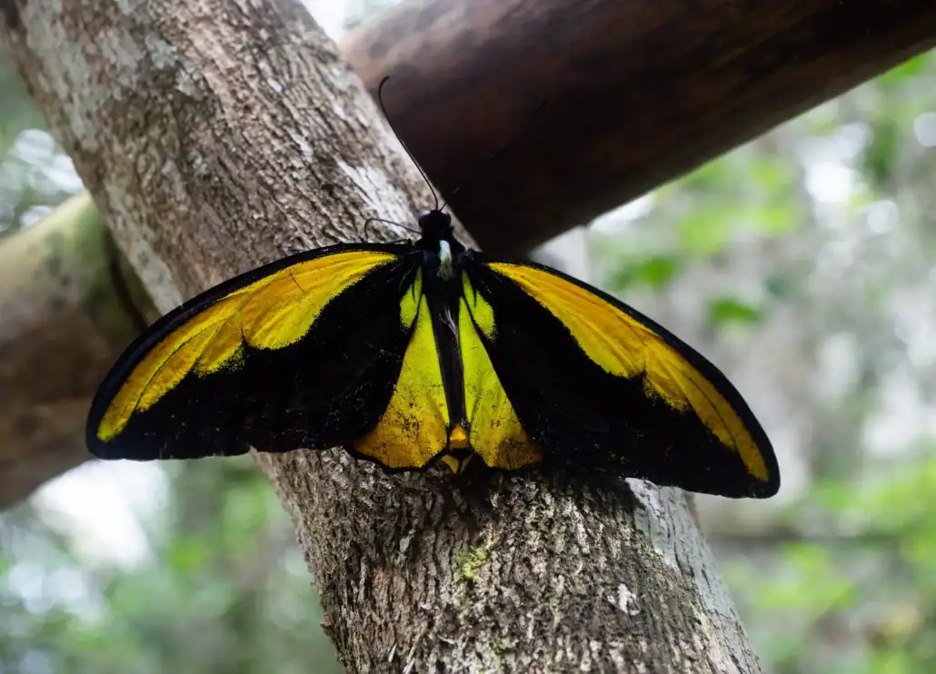 A yellow-golden and black of the Wallace Golden Birdwing Butterfly