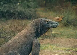 Komodo dragon back