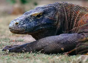 Komodo dragon head close up
