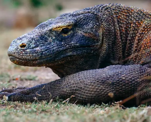 Komodo dragon head close up