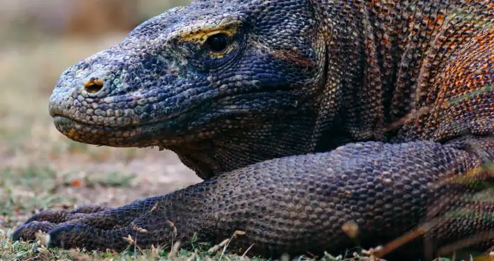 Komodo dragon head close up