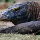 Komodo dragon head close up