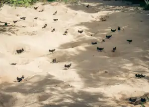 Maleo Birds