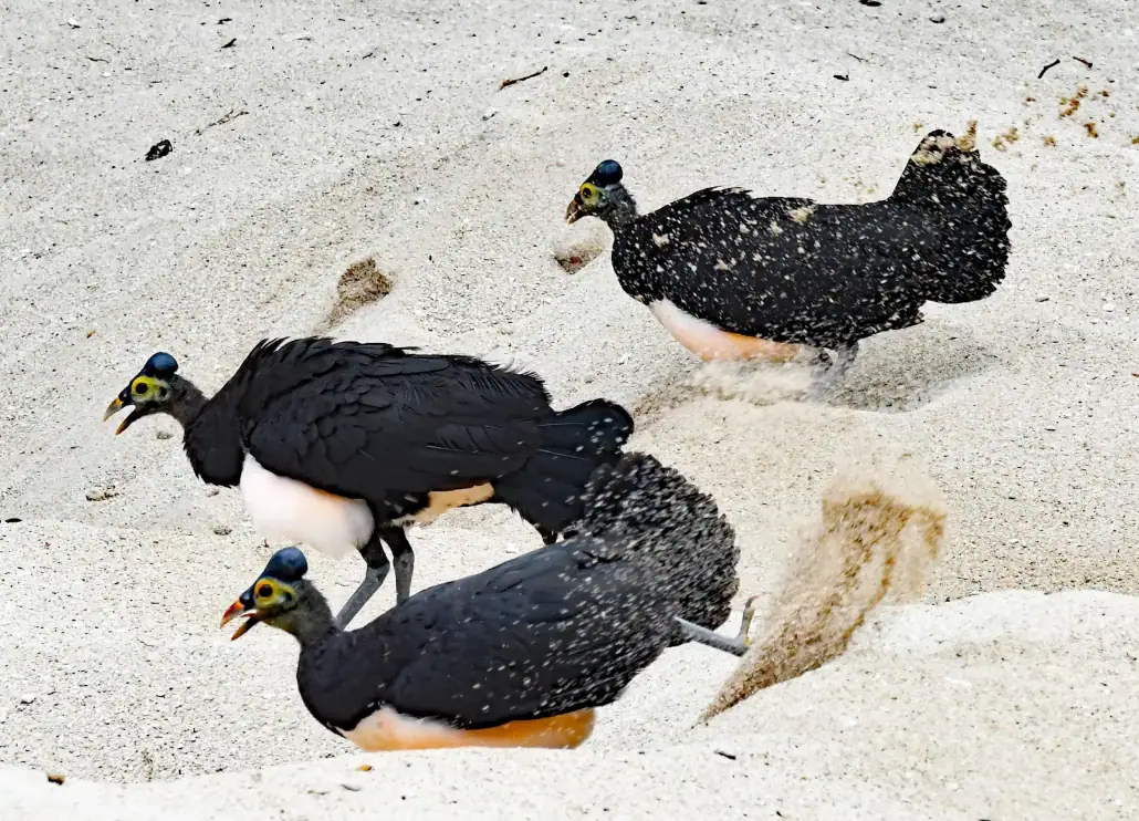 Maleo Birds Nesting