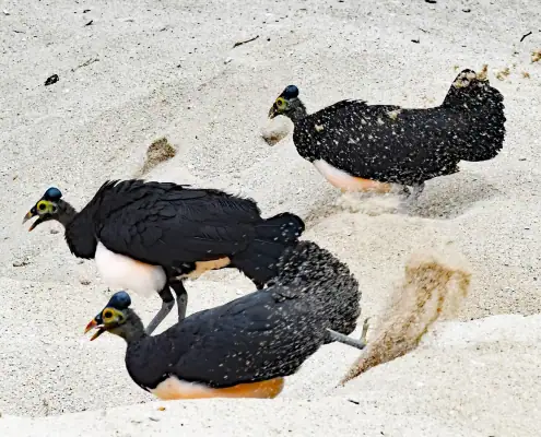Maleo Birds Nesting