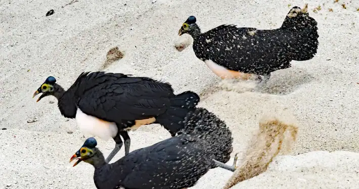 Maleo Birds Nesting