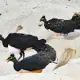 Maleo Birds Nesting
