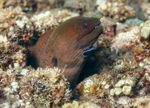 Moray Eel head close up