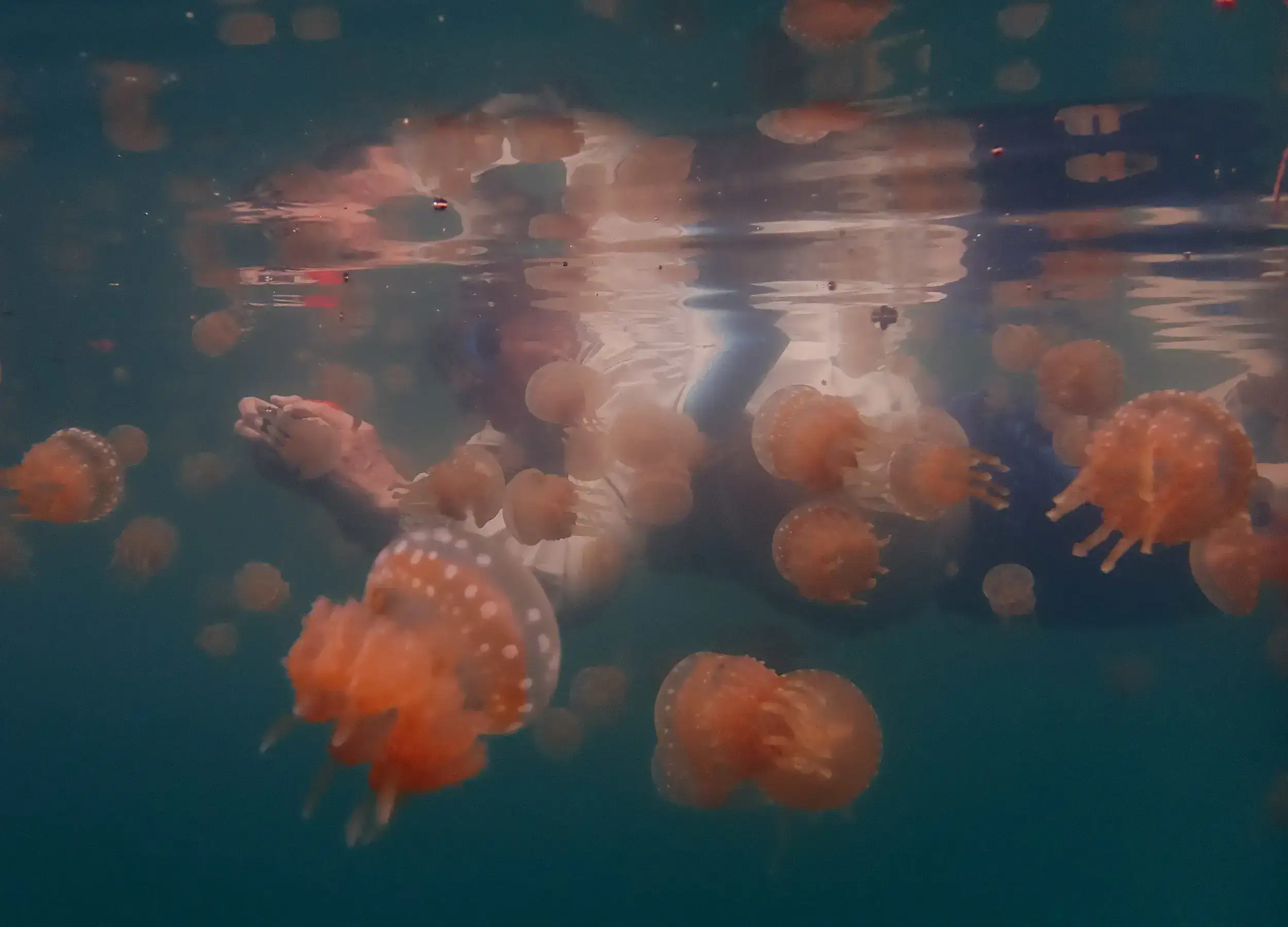 Swimming with stingless jellyfish in Raja Ampat.