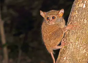 Tarsier in Tangkoko National Park, North Sulawesi.