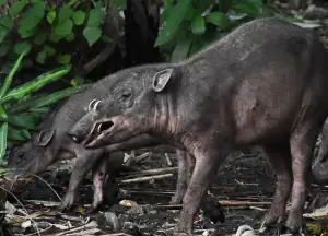 Togean Babirusa