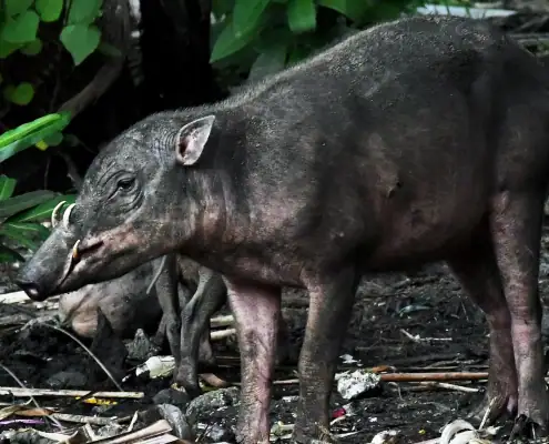 Togean Babi Rusa