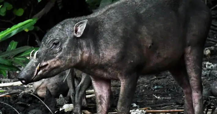 Togean Babi Rusa