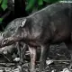 Togean Babi Rusa
