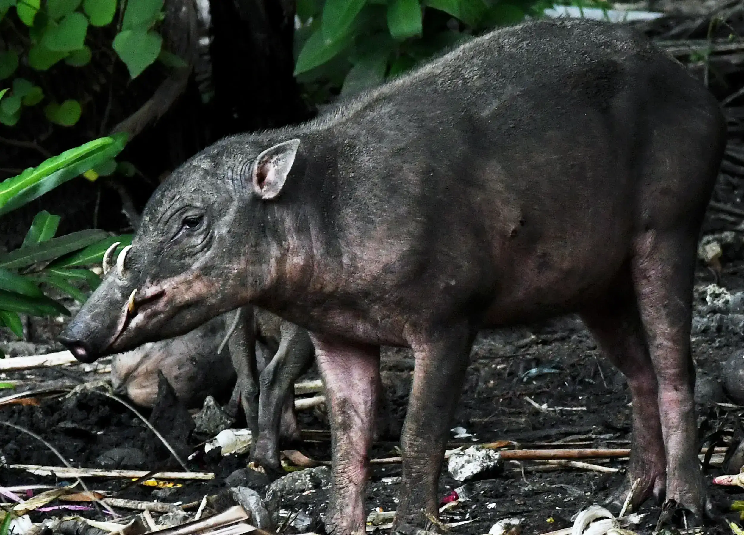 Togean Babi Rusa