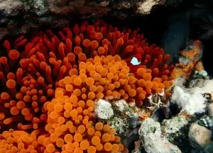 Anemone fish.