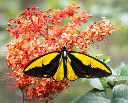 Wallace Golden Birdwing Butterfly