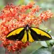 Wallace Golden Birdwing Butterfly