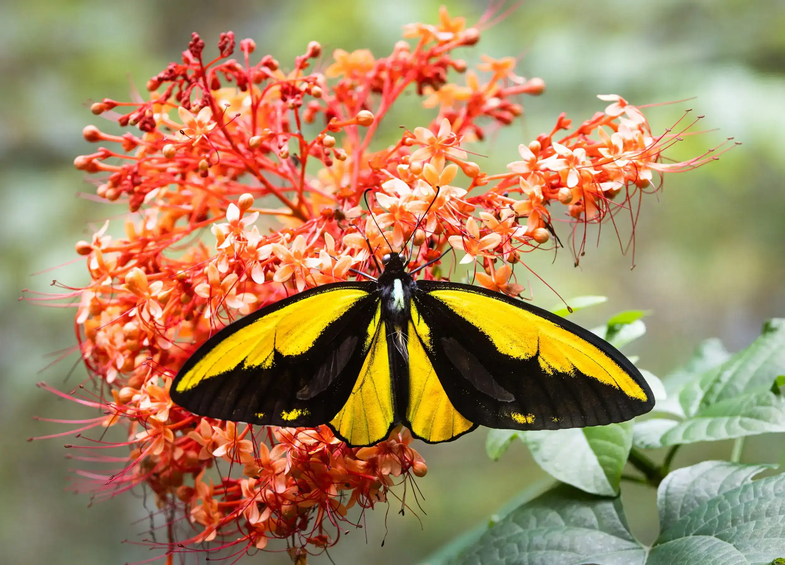 Wallace Golden Birdwing Butterfly