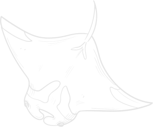 Manta ray