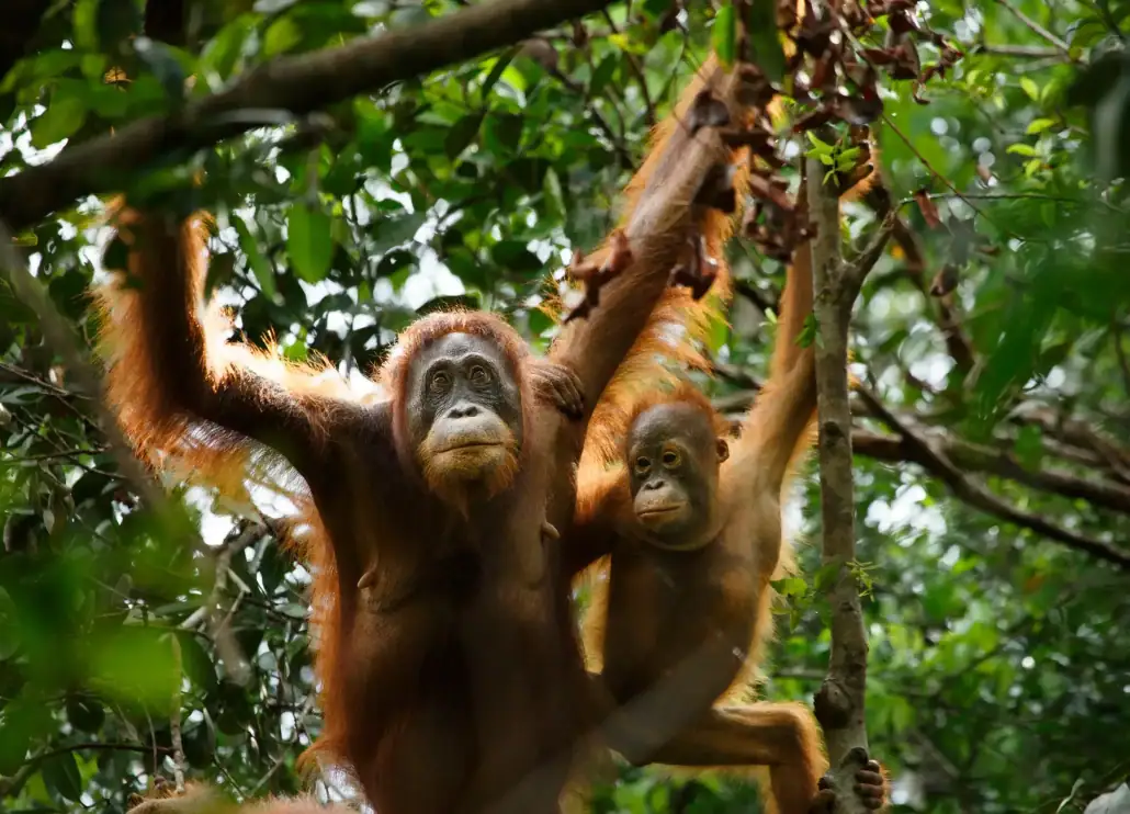 Mother and infant orangutan