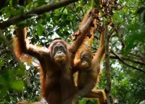 Mother and infant orangutan