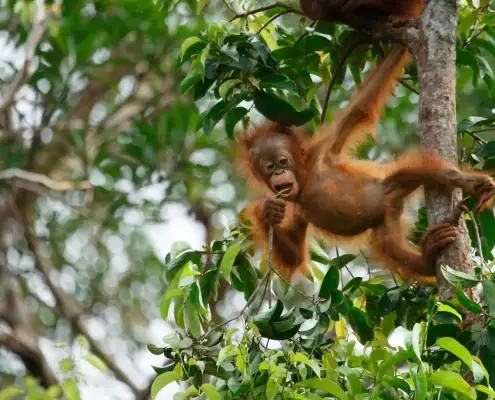 Tanjung Puting Infant Orangutan