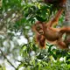 Tanjung Puting Infant Orangutan