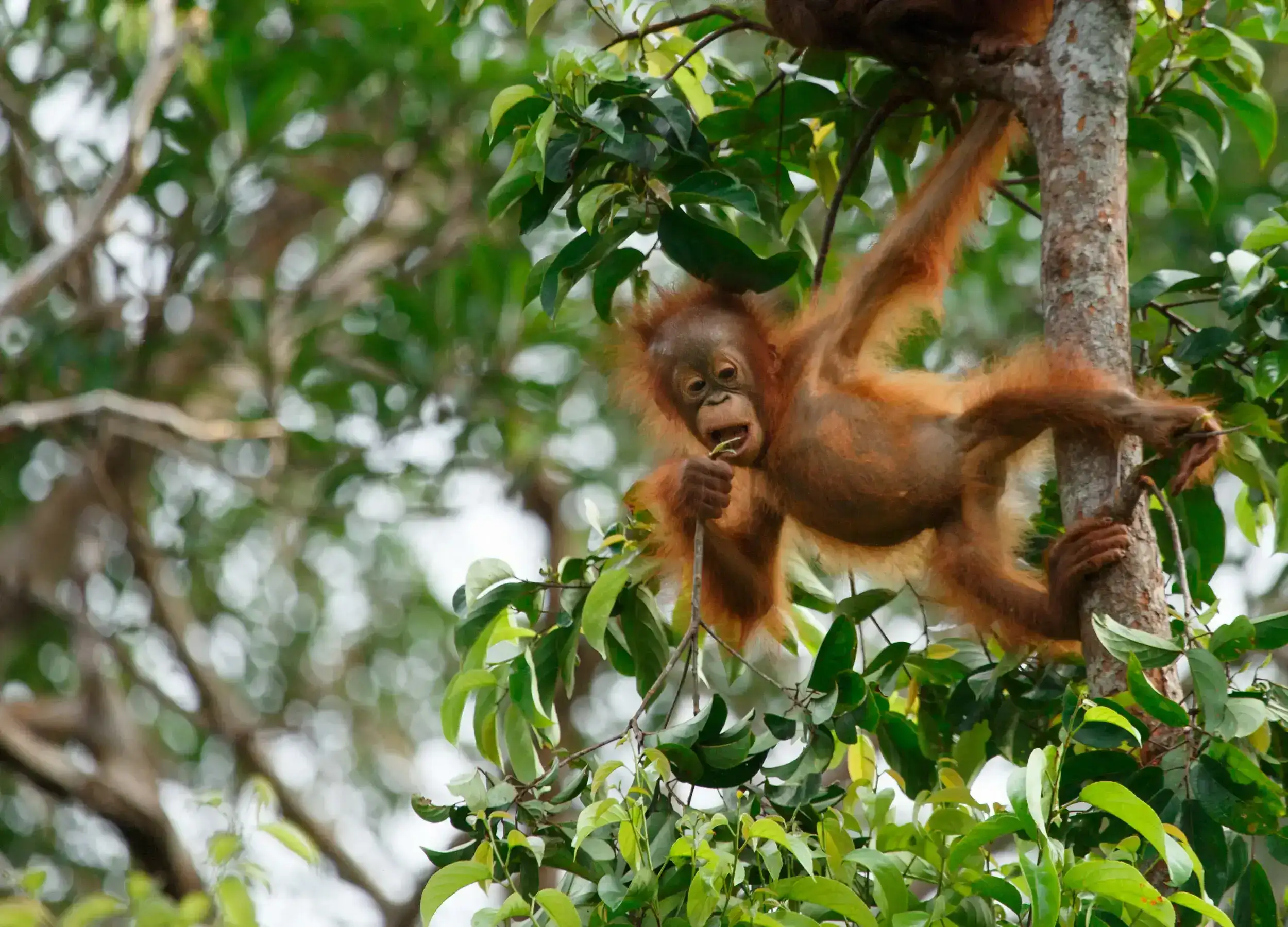 Tanjung Puting Infant Orangutan