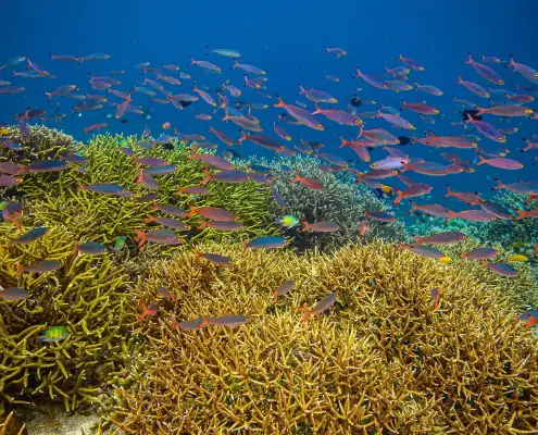 Coral Fish life