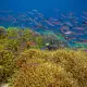 Coral Fish life