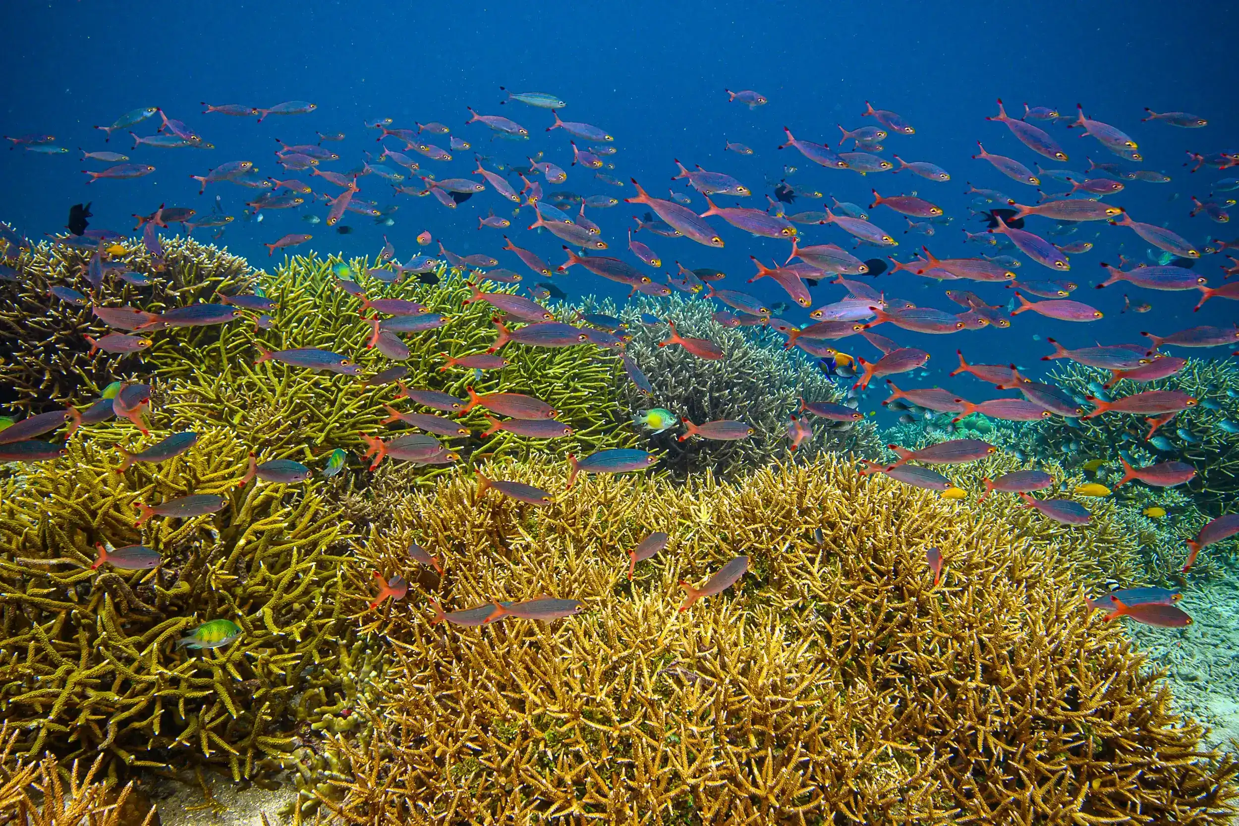 Coral Fish life