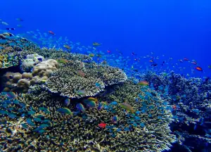 Coral and Fish underwater of Buaya Island Alor