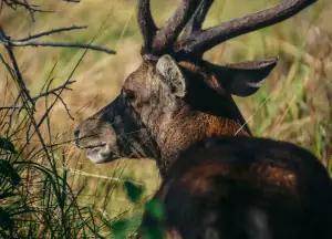 Deer in the Komodo National Park
