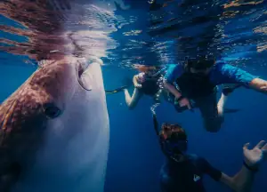 Family Swimming with Whale Sharks