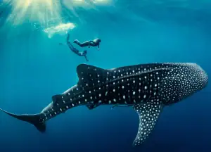 Family Swimming with a Giant Whale Shark.