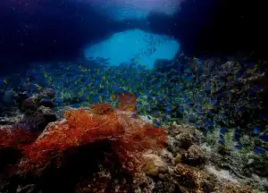 Fish and Coral at Batu Rufas